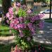 Connie Hedrick - Facebook