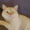 connieholderman - @connieholderman - TikTok