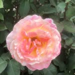 Connie Huffman - @conniehuffman1947 - Instagram