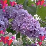 Connie Hurst Schreiner - @schreiner.connie - Instagram