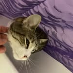 Connie Carleen Jaeger - @calculusbyrumi - Instagram
