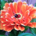 Connie Jeffries-Keyser - @conkysue - Instagram