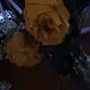 Cheerforever442 - @connieleigh443 - TikTok