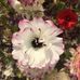 Constance Lemieux - Facebook