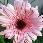 Connie Fleming Waldeck - @connie_fleming_waldeck - Instagram