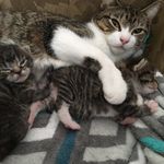 Connie Lemmons - @connielemmons - Instagram