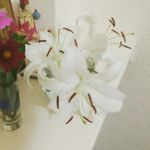 connie lemont - @lemontconnie - Instagram