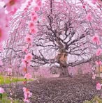 Connie Lerner - Facebook