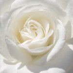 Connie Lesch - @cdlesch - Instagram