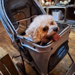 Connie Williamson - @connieandlibby - Instagram