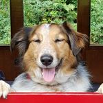 Connie the Woofer - @connielikeswoofing - Instagram