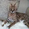 Connie Lindamood Waters - @connie.lindamood - TikTok