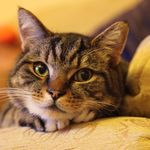 Connie Lingus - @conniecat90 - Instagram