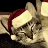 🎄 CONNIE🎄 - @conniekaulitz - TikTok