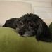 Connie Livengood Peyton - Facebook
