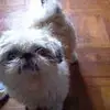 Connie  Lo - @31645505841 - TikTok