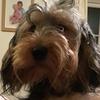 🔆Connie dog🔆 - @conniefluff268 - TikTok