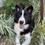 ConnieyMax - @connie.max.collie - Instagram