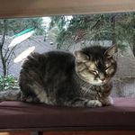 Connie Maxwell - @maxi8quilts - Instagram