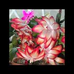 Connie Maynard Prince - @connielprince - Instagram