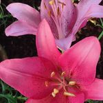 Connie McCrary - @conniemccrary75 - Instagram