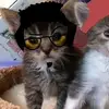 ConnieMiles - @fabiayywz3s - TikTok