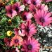 Connie Nuss - Facebook
