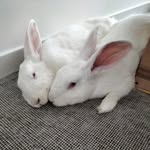 Connie & Pandolfo - @pandolfoeconnie - Instagram