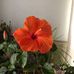 Connie Pate - Facebook