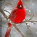Connie Pearson - Facebook