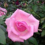 Connie Pease - @conpease - Instagram
