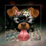 Connie Peck - @azconnie85546.yahoo.com2017 - Instagram
