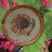Connie Pedersen - Facebook