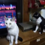 Connie Pratt - @conniepratt1962 - Instagram