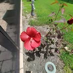 Connie Pullen - Facebook
