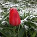 Connie Redmon - Facebook