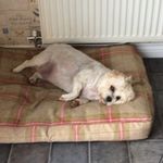 Connie Rees - @animalarkmaltby - Instagram