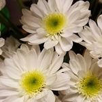 Connie Ritchie Sprowls - @conniesprowls - Instagram