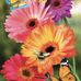 Connie Robbins - Facebook