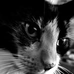 Connie Schaefer - @lostthatlovinfeline - Instagram
