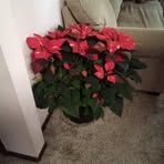 Connie Stanfill - Facebook