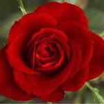Connie Stanley - @connie.stanley.399488 - Instagram
