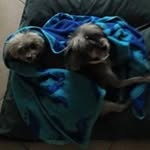 Connie Stanton Granato - @conniegranato - Instagram