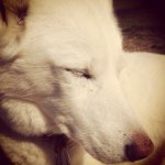 Connie Starr - @badhuskies - Instagram
