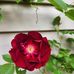 Connie Steger - Facebook