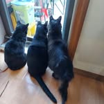 Connie Stoltz Morrissey - @stoltzmorrissey - Instagram