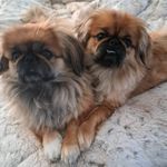 Connie Tong - @conniemowery - Instagram
