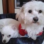 Connie Tong - @connie.tong.167 - Instagram