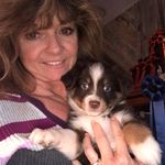 Connie Watson - @texasminiatureaussies - Instagram