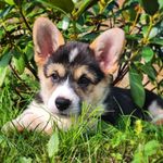 Connie - @connie_welshcorgi - Instagram